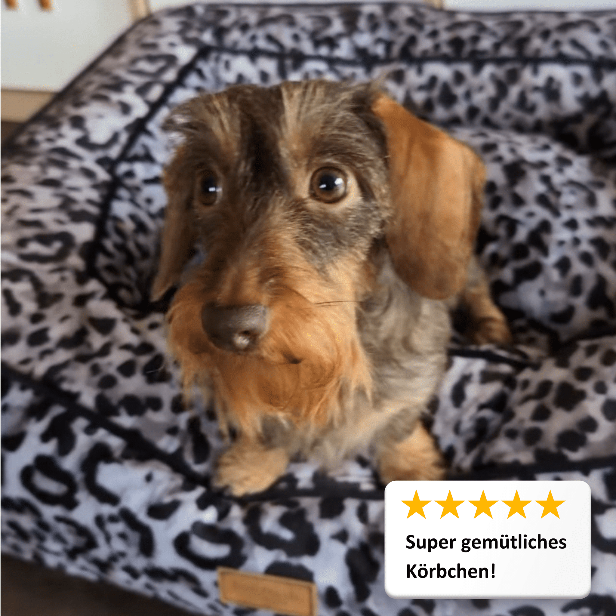 Panier pour chien Boise - Claudi